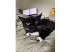 Adopt Morty Beans a Black & White or Tuxedo Domestic Shorthair / Mixed (short