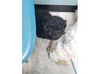 Adopt Biggie a Black Poodle (Miniature) / Brussels Griffon / Mixed dog in