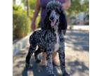 Adopt Blue a Merle Standard Poodle / Mixed dog in Temecula, CA (41562931)