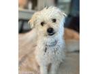 Adopt Roger a White Poodle (Miniature) / Mixed dog in San Diego, CA (41562939)