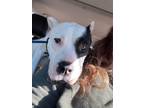 Adopt SPADE a White - with Black American Pit Bull Terrier / Mixed dog in
