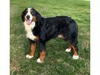 Adopt Deeter a Tricolor (Tan/Brown & Black & White) Bernese Mountain Dog / Mixed