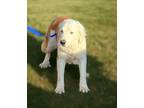 Adopt Luna a White - with Brown or Chocolate Great Pyrenees / Bernese Mountain