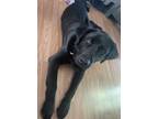 Adopt Bear a Black Labrador Retriever / Newfoundland / Mixed dog in Pulaski