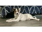 Adopt Gizmo a Tricolor (Tan/Brown & Black & White) Mutt / Mixed dog in