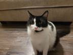 Adopt Charlie a Black & White or Tuxedo Ragdoll / Mixed (medium coat) cat in