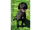 Adopt Missy a Black - with White Poodle (Miniature) / Mixed dog in Westwood