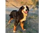 Adopt Tally a Tricolor (Tan/Brown & Black & White) Bernese Mountain Dog / Mixed