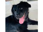 Adopt Smokey W a Black - with White Flat-Coated Retriever / Mixed dog in