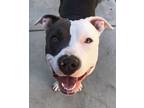 Adopt Molly a Gray/Silver/Salt & Pepper - with White American Pit Bull Terrier /