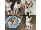 Adopt Tulio (8309) a Orange or Red (Mostly) Domestic Shorthair / Mixed (short