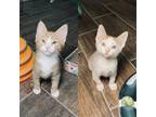 Adopt Altivo (8314) a Orange or Red (Mostly) Domestic Shorthair / Mixed (short