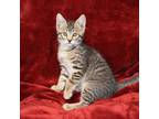 Adopt Nemo a Tan or Fawn Tabby Domestic Shorthair (short coat) cat in Searcy