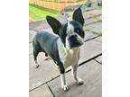 Adopt Little Luna a Black - with White Boston Terrier / Mixed dog in