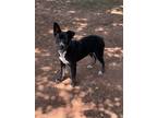 Adopt Shadow a Black - with White Border Collie / Mixed dog in Mechanicsburg