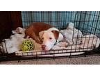 Adopt Luna a White - with Brown or Chocolate American Pit Bull Terrier / Mixed
