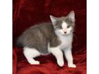 Adopt Cobbler a Gray or Blue (Mostly) Domestic Shorthair (short coat) cat in