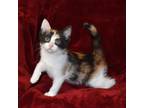 Adopt Crumble a Calico or Dilute Calico Calico (short coat) cat in Searcy