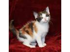 Adopt Streussel a Calico or Dilute Calico Calico (short coat) cat in Searcy