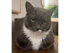 Adopt Claudia a Gray or Blue (Mostly) Russian Blue / Mixed (short coat) cat in