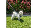 Adopt Tabitha a White Shih Tzu / Mixed dog in Cape Coral, FL (41562745)