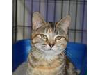 Adopt Lil' Debbie a Tan or Fawn Tabby Domestic Shorthair (short coat) cat in