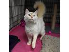 Adopt Marshmallow a White (Mostly) Domestic Mediumhair (medium coat) cat in