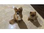 Adopt Woofy and Teddy a Brown/Chocolate Pomeranian / Mixed dog in Houston