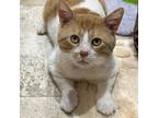 Adopt Patches a Orange or Red Tabby Domestic Shorthair (short coat) cat in