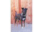 Adopt Apollo a Australian Cattle Dog / Mixed dog in Albuquerque, NM (41562677)