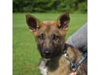 Adopt Thorn a Tan/Yellow/Fawn - with Black German Shepherd Dog / Mixed dog in