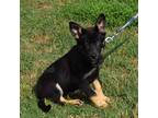 Adopt Nettle a Black - with Tan, Yellow or Fawn German Shepherd Dog / Mixed dog
