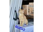 Adopt GUIDO a Orange or Red Domestic Mediumhair (medium coat) cat in