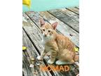 Adopt NOMAD a Orange or Red Domestic Mediumhair (medium coat) cat in