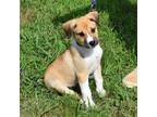 Adopt Morrison a Tan/Yellow/Fawn - with White Mixed Breed (Medium) / Mixed dog