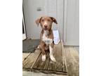 Adopt Finn a Brown/Chocolate Australian Kelpie / Mixed dog in Overland Park