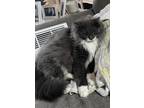 Adopt Grayson a Gray or Blue (Mostly) Domestic Longhair / Mixed (long coat) cat