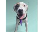 Adopt JULY a White - with Brown or Chocolate Labrador Retriever / Mixed dog in
