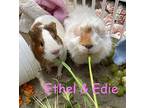 Adopt Edie & Ethel a White Guinea Pig (long coat) small animal in Ramona