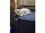 Adopt No name a Cream or Ivory Domestic Mediumhair / Mixed (medium coat) cat in