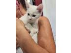Adopt Aspen - Winter Litter a Domestic Shorthair cat in Anthem, AZ (41562692)