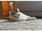 Adopt Lola a Calico or Dilute Calico Calico / Mixed (short coat) cat in Mankato