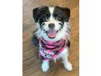 Adopt Lola a Black - with White Shih Tzu / Mixed dog in Excelsior, MN (41562689)