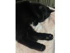 Adopt Wutang a All Black American Shorthair / Mixed (short coat) cat in Bronx