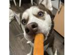 Adopt SAGE a Red/Golden/Orange/Chestnut Husky / Mixed dog in New York