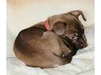 Adopt Cinnamon/Penny a Labrador Retriever / Mixed dog in Chantilly