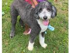 Adopt Tyson (Moose) a Gray/Silver/Salt & Pepper - with White Sheepadoodle dog in