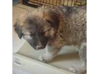 Adopt Waylon a Tan/Yellow/Fawn - with Black Husky / Mixed dog in Uxbridge