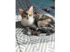 Adopt Jewelry a Calico or Dilute Calico Domestic Shorthair cat in Springfield
