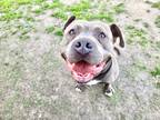 Adopt Manfredo a Gray/Blue/Silver/Salt & Pepper Pit Bull Terrier / Mixed dog in